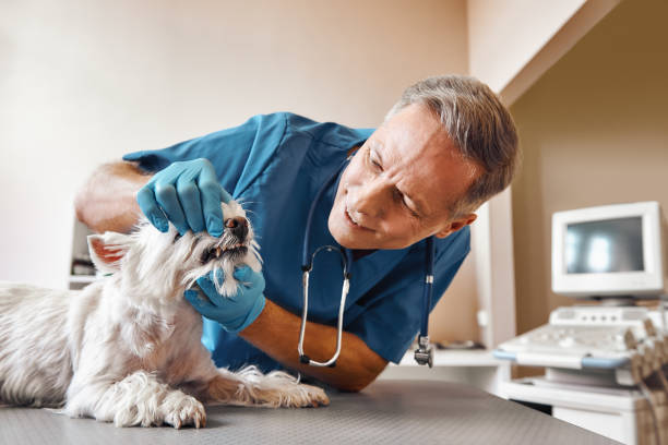 Best 24-Hour Dental Clinic Near Me  in Colchester, IL